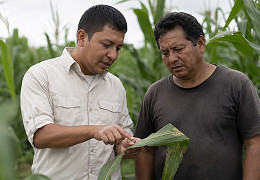Visita técnica en campo: así identificamos y tratamos el gusano cogollero en maíz